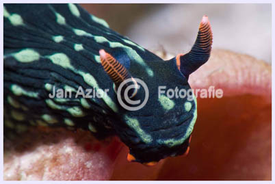 nudibranche